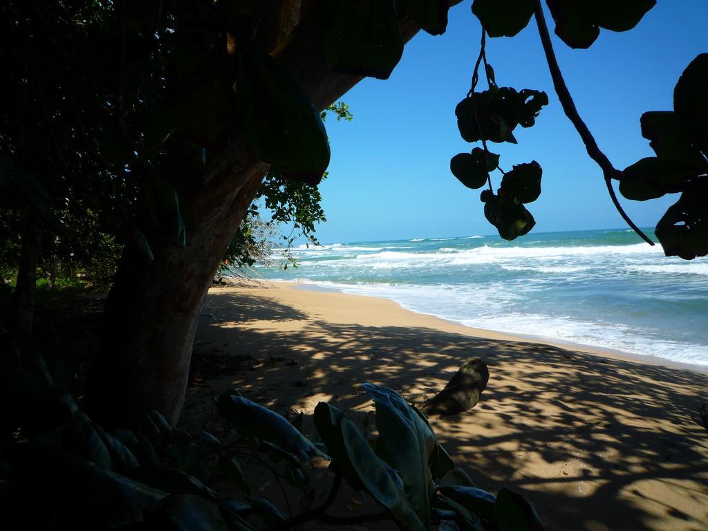 马尔佛得角住宿加早餐旅馆 Puerto Viejo de Talamanca 外观 照片